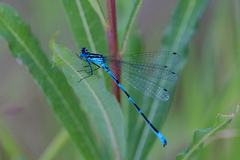 Coenagrion pulchellum