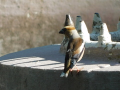 Coccothraustes coccothraustes
