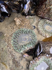 Anthopleura sola