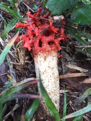 Lysurus corallocephalus