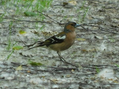Fringilla coelebs