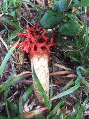 Lysurus corallocephalus