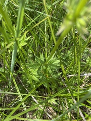 Valeriana officinalis sambucifolia