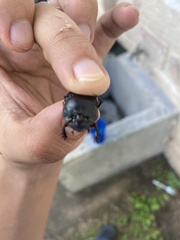 Coprophanaeus boucardi