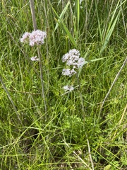 Valeriana officinalis sambucifolia
