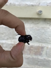 Coprophanaeus boucardi
