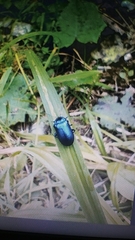 Coleoptera