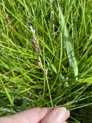 Carex disticha