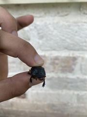 Coprophanaeus boucardi