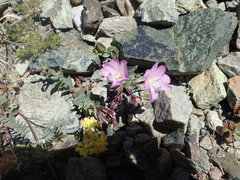 Epilobium siskiyouense