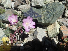 Epilobium siskiyouense