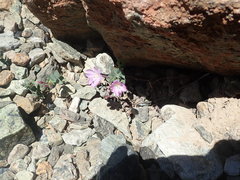 Epilobium siskiyouense