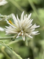 Alternanthera echinocephala