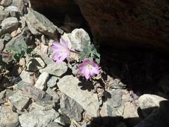 Epilobium siskiyouense