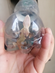 Gekkota