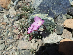 Epilobium siskiyouense