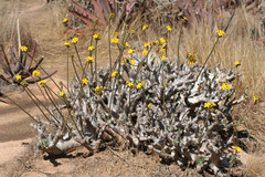 Pachypodium densiflorum