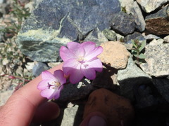 Epilobium siskiyouense