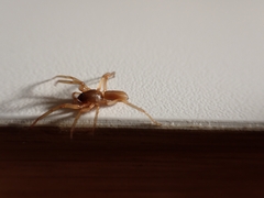 Dysderoidea
