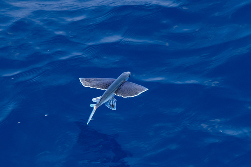Glider flyingfish (Cheilopogon atrisignis) — Exocoetidae
