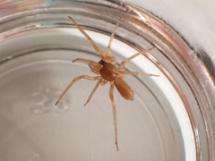 Dysderoidea