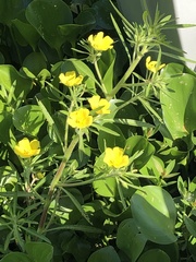 Ludwigia grandiflora
