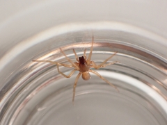 Dysderoidea