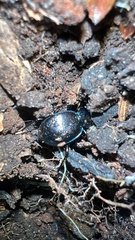 Sphaeroderus stenostomus