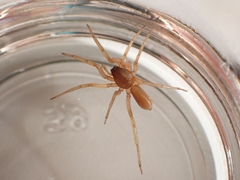 Dysderoidea