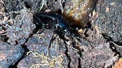 Sphaeroderus stenostomus
