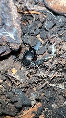 Sphaeroderus stenostomus