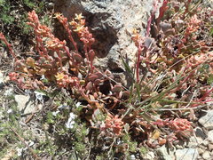 Sedum kiersteadiae