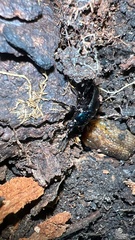 Sphaeroderus stenostomus