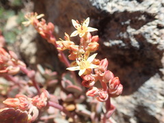 Sedum kiersteadiae