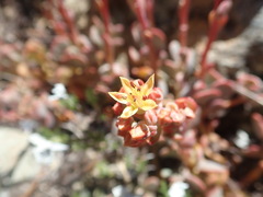 Sedum kiersteadiae
