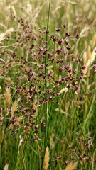 Juncus acutiflorus