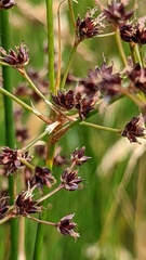 Juncus acutiflorus