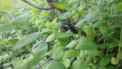 Anoplophora chinensis