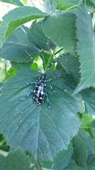 Anoplophora chinensis