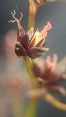 Juncus acutiflorus