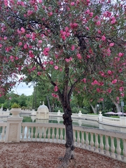 Nerium oleander