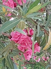 Nerium oleander