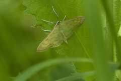 Paratalanta pandalis