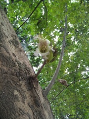 Parmentiera cereifera