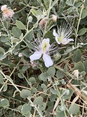 Capparis