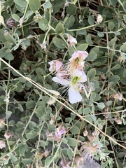 Capparis