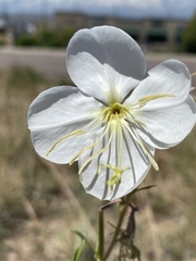 Oenothera nuttallii