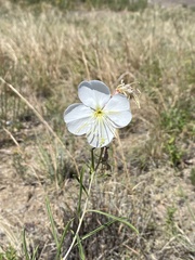 Oenothera nuttallii