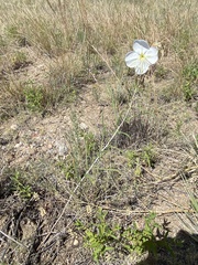 Oenothera nuttallii