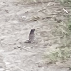 Artemisiospiza nevadensis